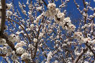 Apricot - TMF Florida Fruits - www.TMFflorida.com - Tropical Medical Fruits of Florida - www.TropicalMedicalFruits.com