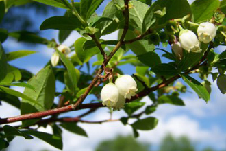 Blueberry - TMF Florida Fruits - www.RMFflorida.com - Tropical Medical Fruits - www.TropicalMedicalFruits.com