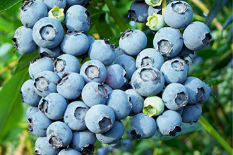 Blueberry - TMF Florida Fruits - www.RMFflorida.com - Tropical Medical Fruits - www.TropicalMedicalFruits.com