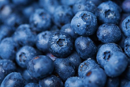 Blueberry - TMF Florida Fruits - www.RMFflorida.com - Tropical Medical Fruits - www.TropicalMedicalFruits.com