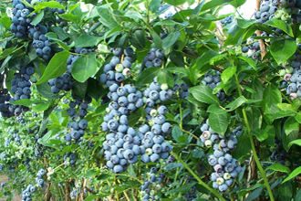 Blueberry - TMF Florida Fruits - www.RMFflorida.com - Tropical Medical Fruits - www.TropicalMedicalFruits.com