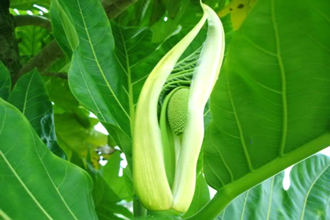 Breadfruit - TMF Florida Fruits - www.TMFflorida.com - Tropical Medical Fruits - www.TropicalMedicalFruits.com