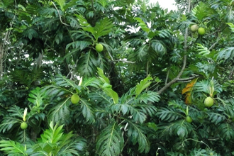 Breadfruit - TMF Florida Fruits - www.TMFflorida.com - Tropical Medical Fruits - www.TropicalMedicalFruits.com
