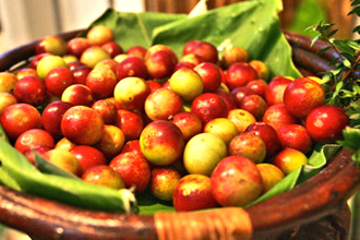Camu Camu Berry - TMF Florida Fruits - www.TMFflorida.com - Tropical Medical Fruits - www.TropicalMedicalFruits.com