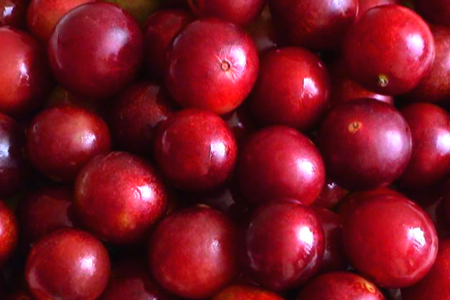 Camu Camu Berry - TMF Florida Fruits - www.TMFflorida.com - Tropical Medical Fruits - www.TropicalMedicalFruits.com