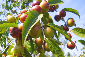 Camu Camu Berry - TMF Florida Fruits - www.TMFflorida.com - Tropical Medical Fruits - www.TropicalMedicalFruits.com