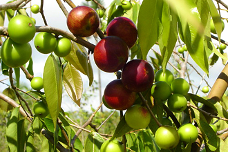 Camu Camu Berry - TMF Florida Fruits - www.TMFflorida.com - Tropical Medical Fruits - www.TropicalMedicalFruits.com