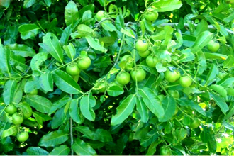 Chocolate Pudding Fruit - Black Sapote - TMF Florida Fruits - www.RMFflorida.com - Tropical Medical Fruits - www.TropicalMedicalFruits.com