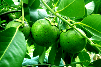 Chocolate Pudding Fruit - Black Sapote - TMF Florida Fruits - www.RMFflorida.com - Tropical Medical Fruits - www.TropicalMedicalFruits.com