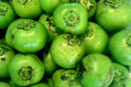 Chocolate Pudding Fruit - Black Sapote - TMF Florida Fruits - www.TMFflorida.com - Tropical Medical Fruits - www.TropicalMedicalFruits.com