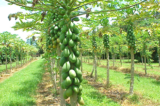 Papaya - TMF Florida Fruits - www.TMFflorida.com - Tropical Medical Fruits - www.TropicalMedicalFruits.com