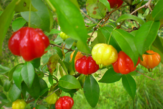 Surinam Cherry - Pitanga - TMF Florida Fruits - www.TMFflorida.com - Tropical Medical Fruits - www.TropicalMedicalFruits.com