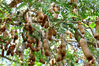 Tamarind - TMF Florida Fruits - www.TMFflorida.com - Tropical Medical Fruits - www.TropicalMedicalFruits.com