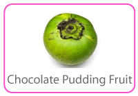 Chocolate Pudding Fruit - Black Sapote - Fruit - TMF Florida - www.TMFFlorida.com - Tropical Medical Fruits - www.TropicalMedicalFruits.com