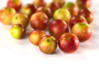 Camu Berry - TMF Florida Fruits - www.TMFflorida.com - Tropical Medical Fruits - www.TropicalMedicalFruits.com